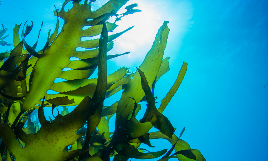 kelp iodide